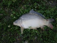  - Ferma piscicola - Hase S.R.L