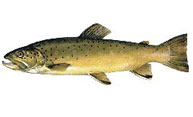 Salmo trutta fario