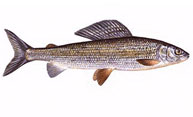 Thymallus thymallus